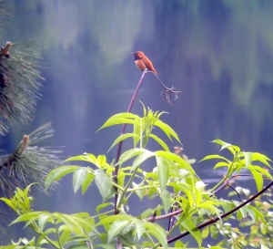 hummingbird, river background